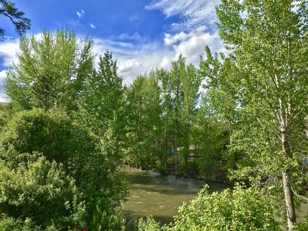 preview-image-view-trees-blue-sky